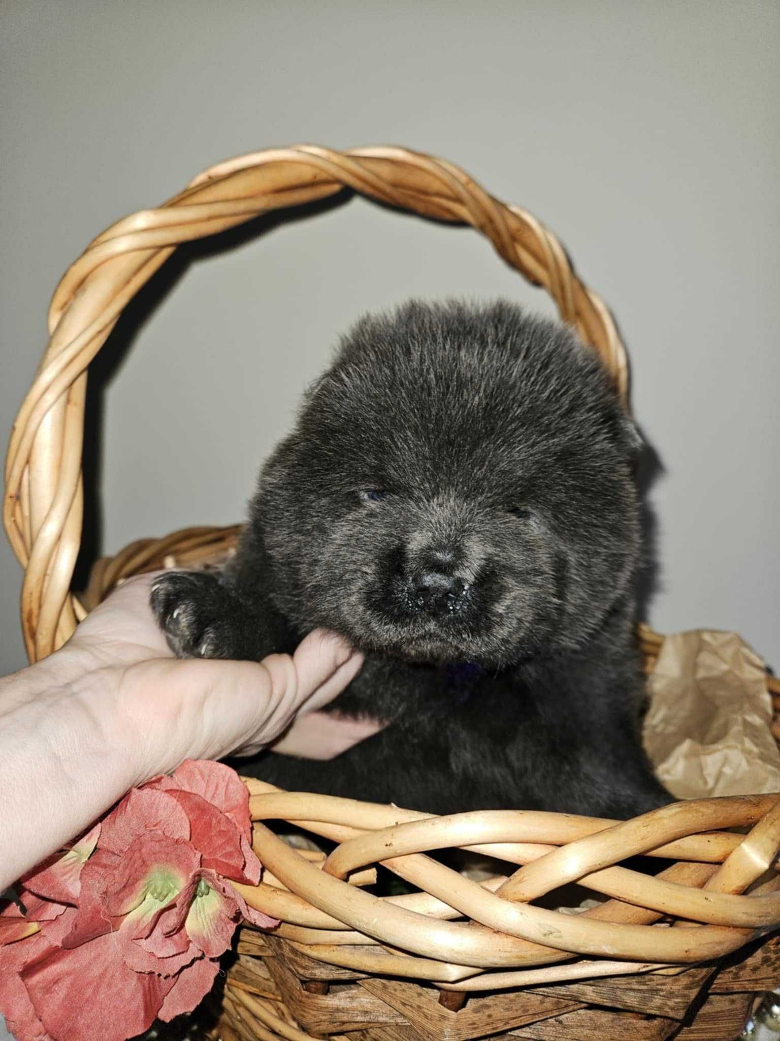 ***Chow Chow piękny masywny miś ***