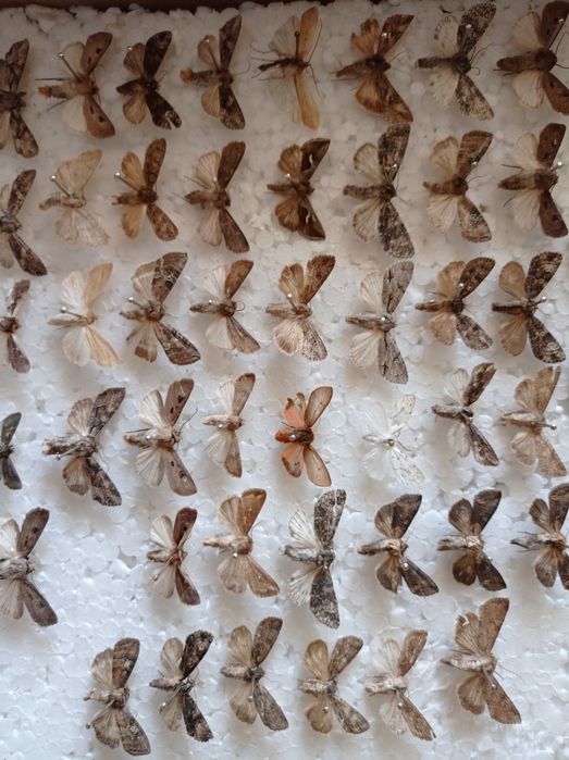 Ентомологічна колекція комах жуки метелики коллекция насекомых