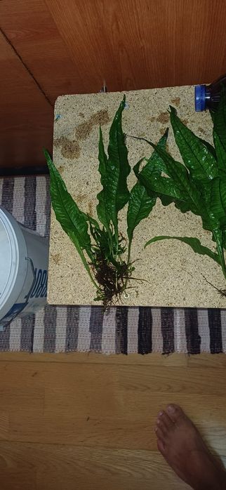 Plantas de aquário