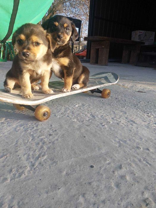 Віддам щенят безкоштовно