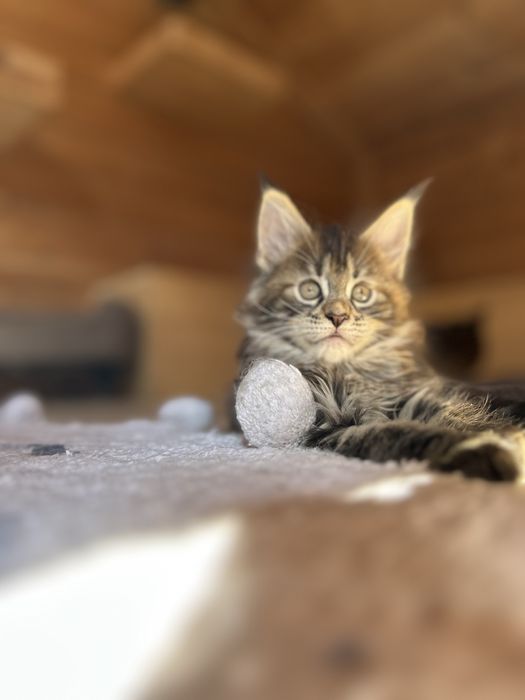 Kocur Maine Coon