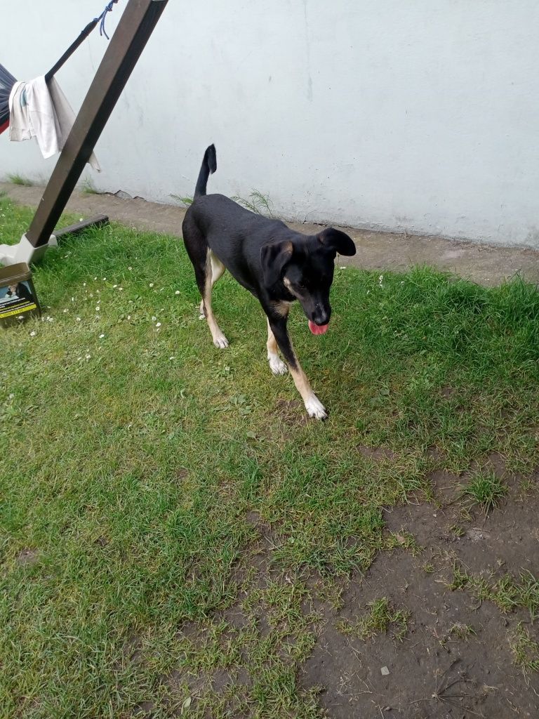 Oddam za darmo w dobre ręce pieska i sunię.8 miesięcy..