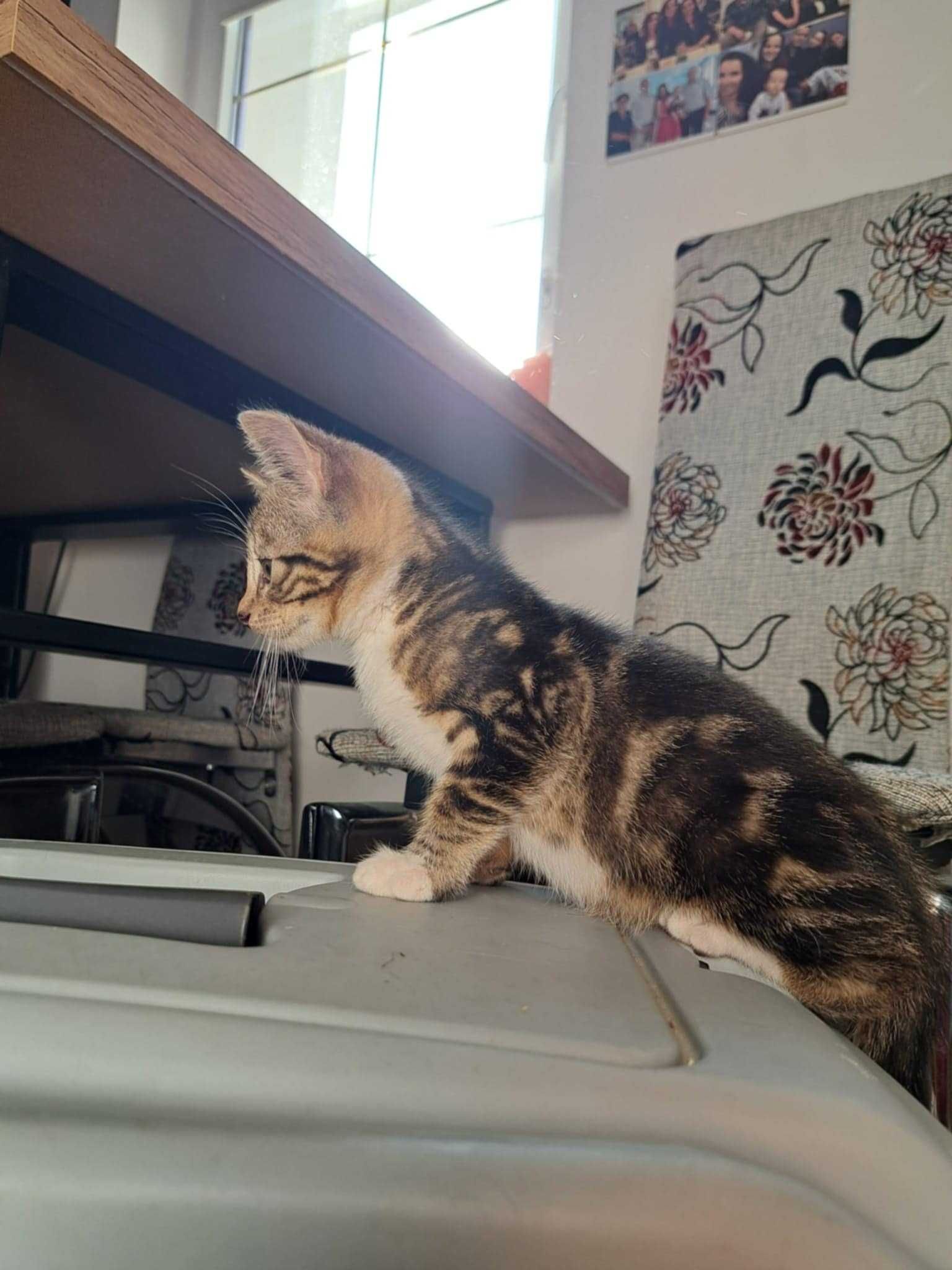 Mati ślicznie pręgowany kocurek do adopcji