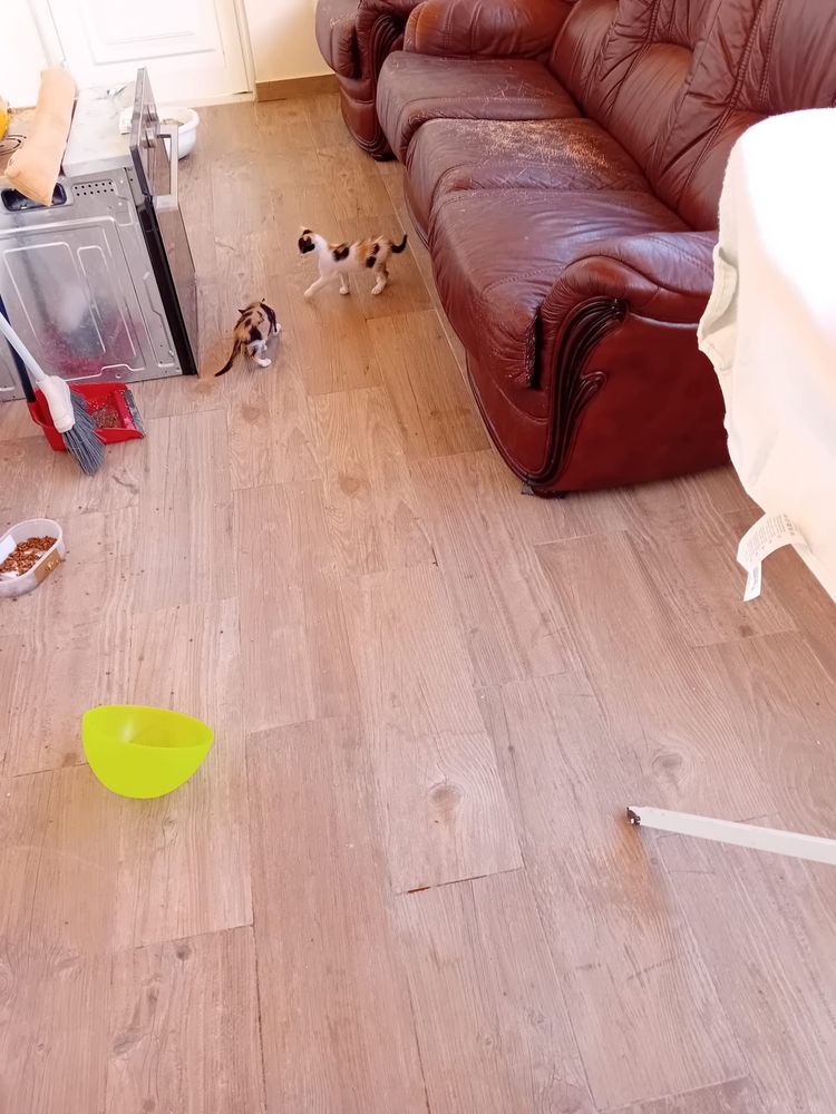 Gatinhos bebes para dar
