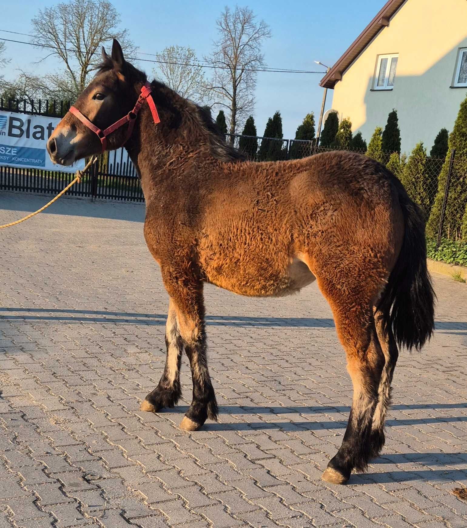 Ogierki i źrebice odsadki