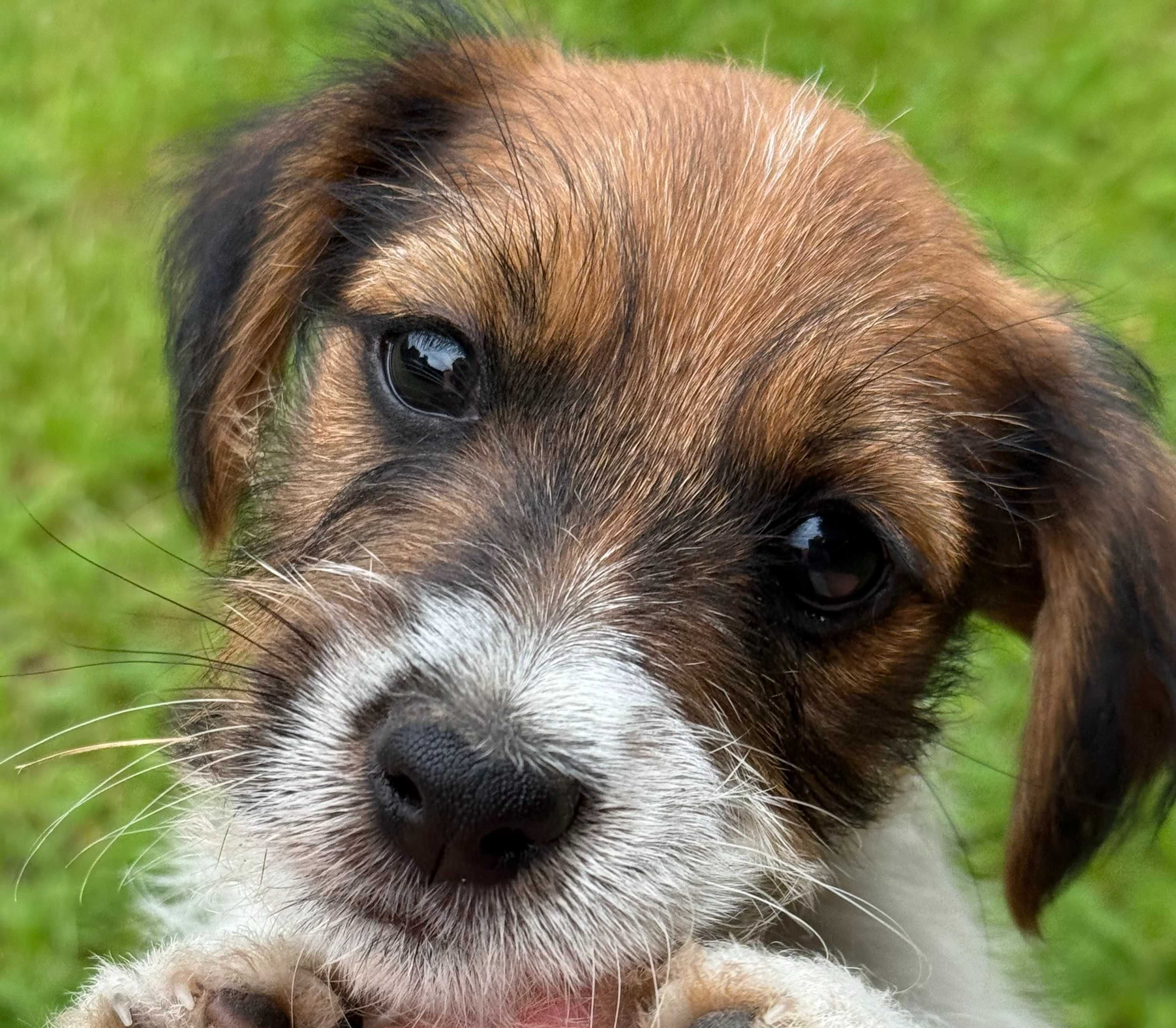 Jack Russell Terrier od #SMARTIE JACKS# rodzice FCI/ ZKwP rough haired