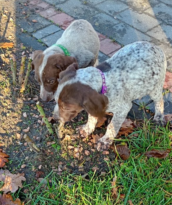 Piesek Wyżeł niemiecki krótkowłosy