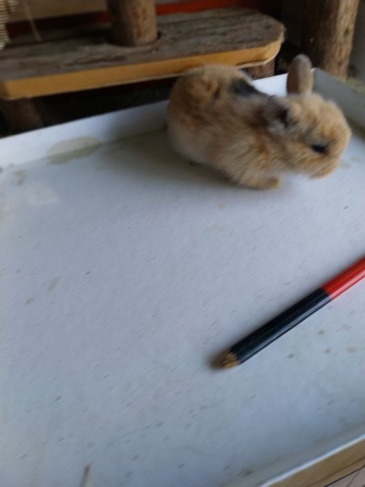 Coelhos anões angorá