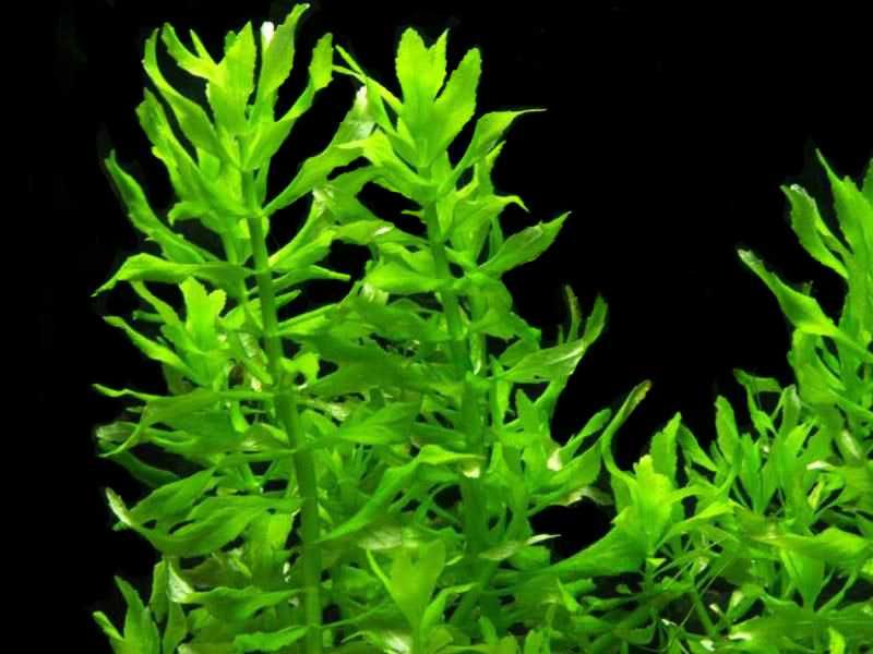 Эустералис зелёный. Акваріумні рослини