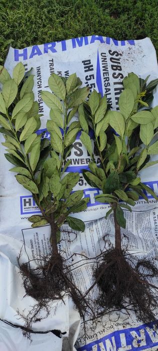 Laurowiśnia do 140cm. WYPRZEDAŻ!!!