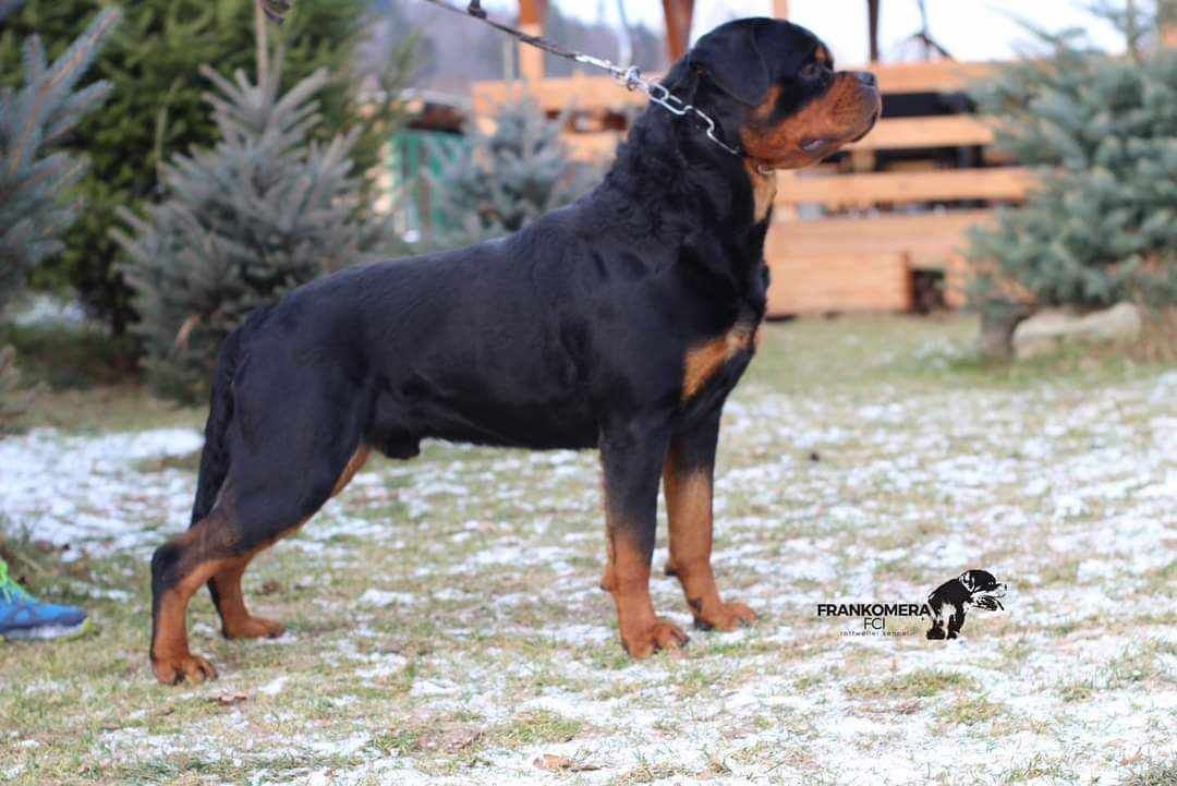 Rottweiler piesek FCI