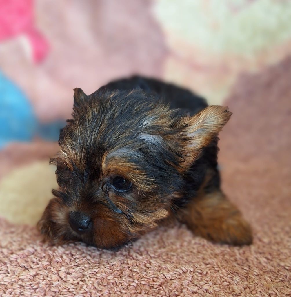 Yourkshire terrier  fêmea