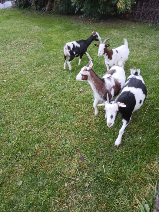 Sprzedam kózki miniaturki