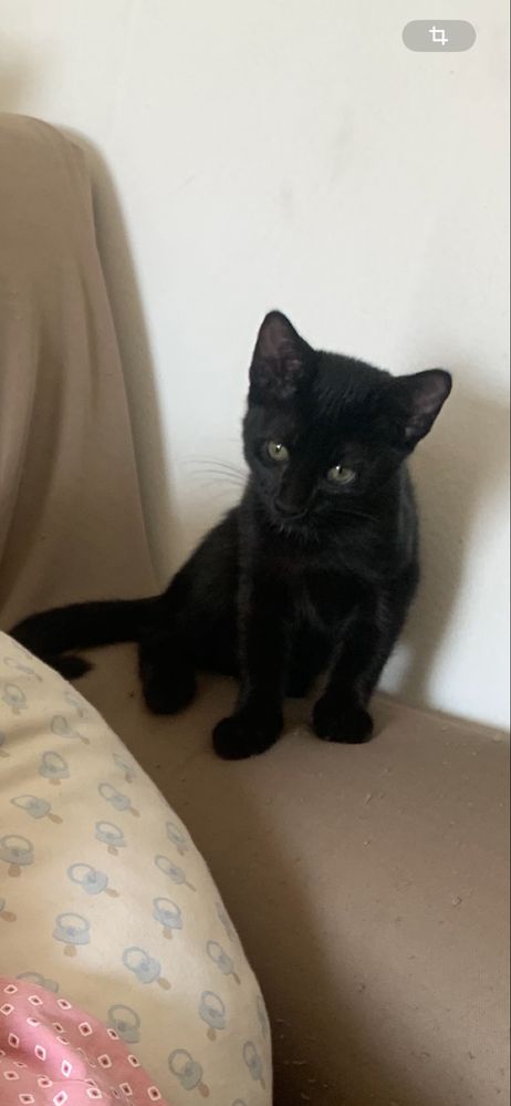 Dá se gato bebe 3 meses