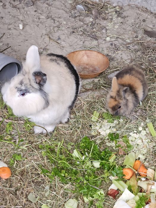 Króliki miniaturki,  młode.