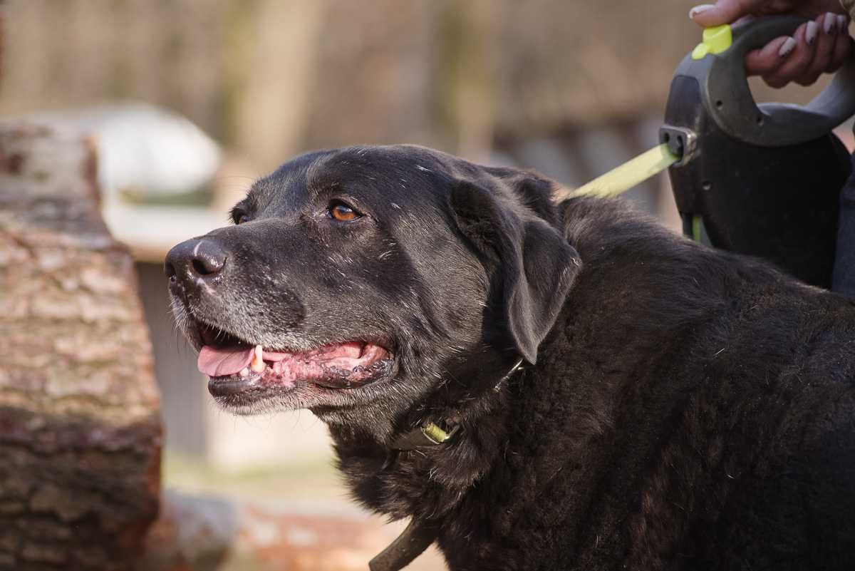 labrador mix Waligóra szuka domu schronisko Zgierz-aktualne