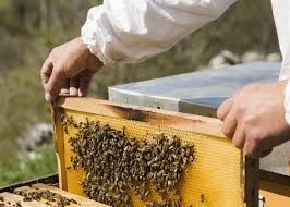 Услуги специалиста по пчеловодству