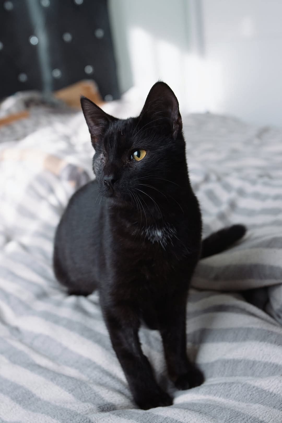Sztajger kotek jednooczek czarny szuka domu adopcja kot adoptuj