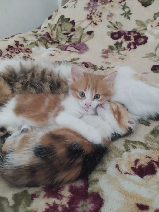 Віддам кошенят в добрі руки