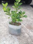 Plantas diversas para jardim