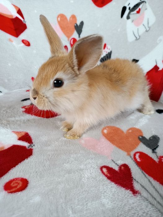 Królik miniaturka