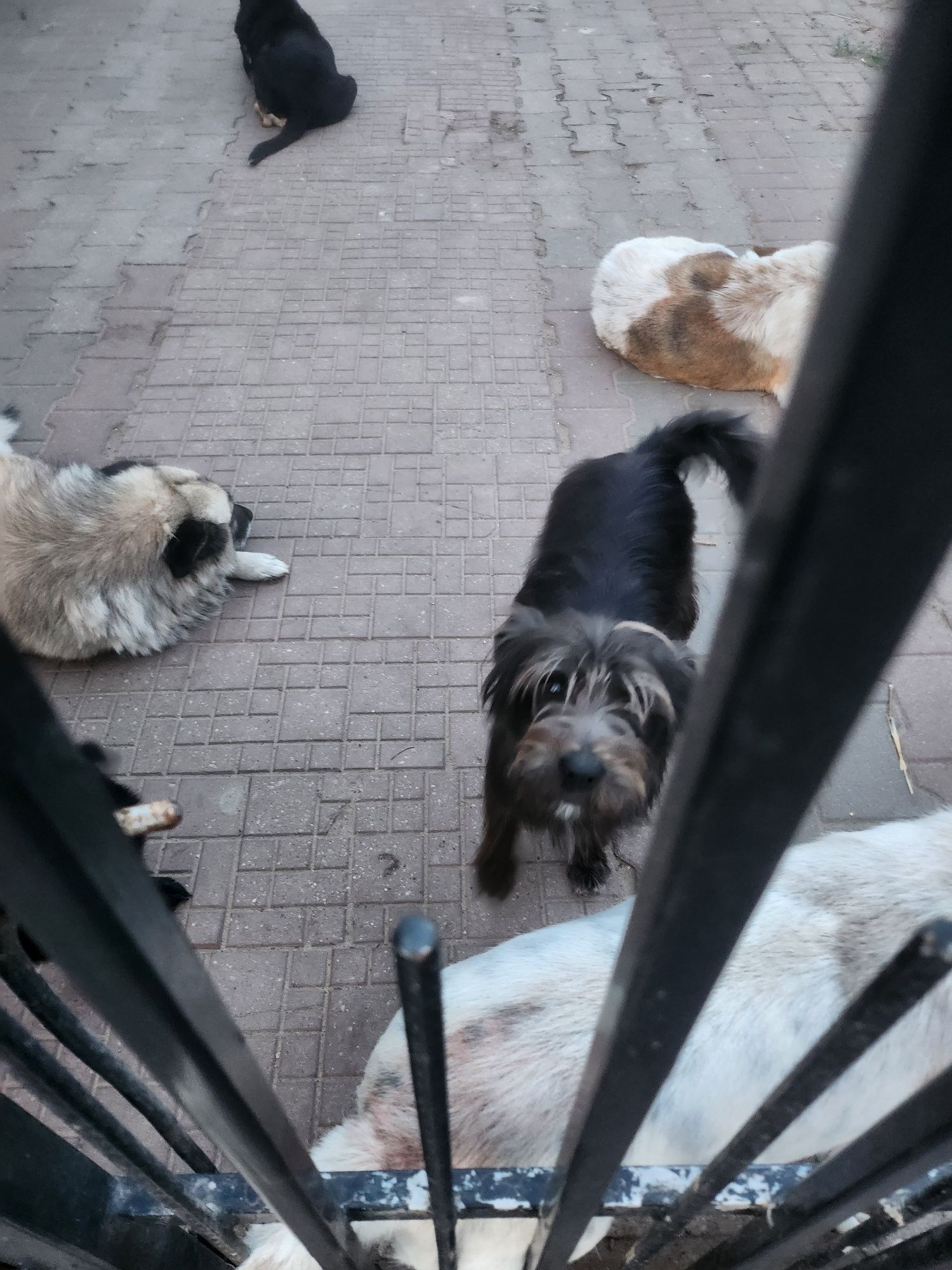 Figa kochana włochata dziewczyna do adopcji