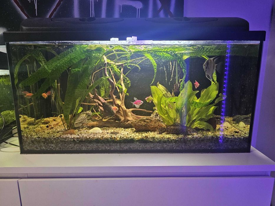 Akwariu 60l gratis + Akwarium słodkowodne 120L z rybami