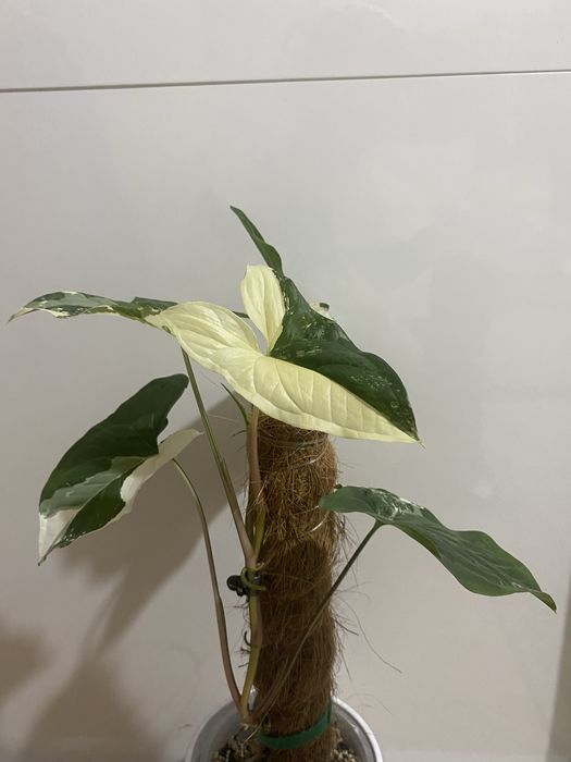 Syngonium emerald gem