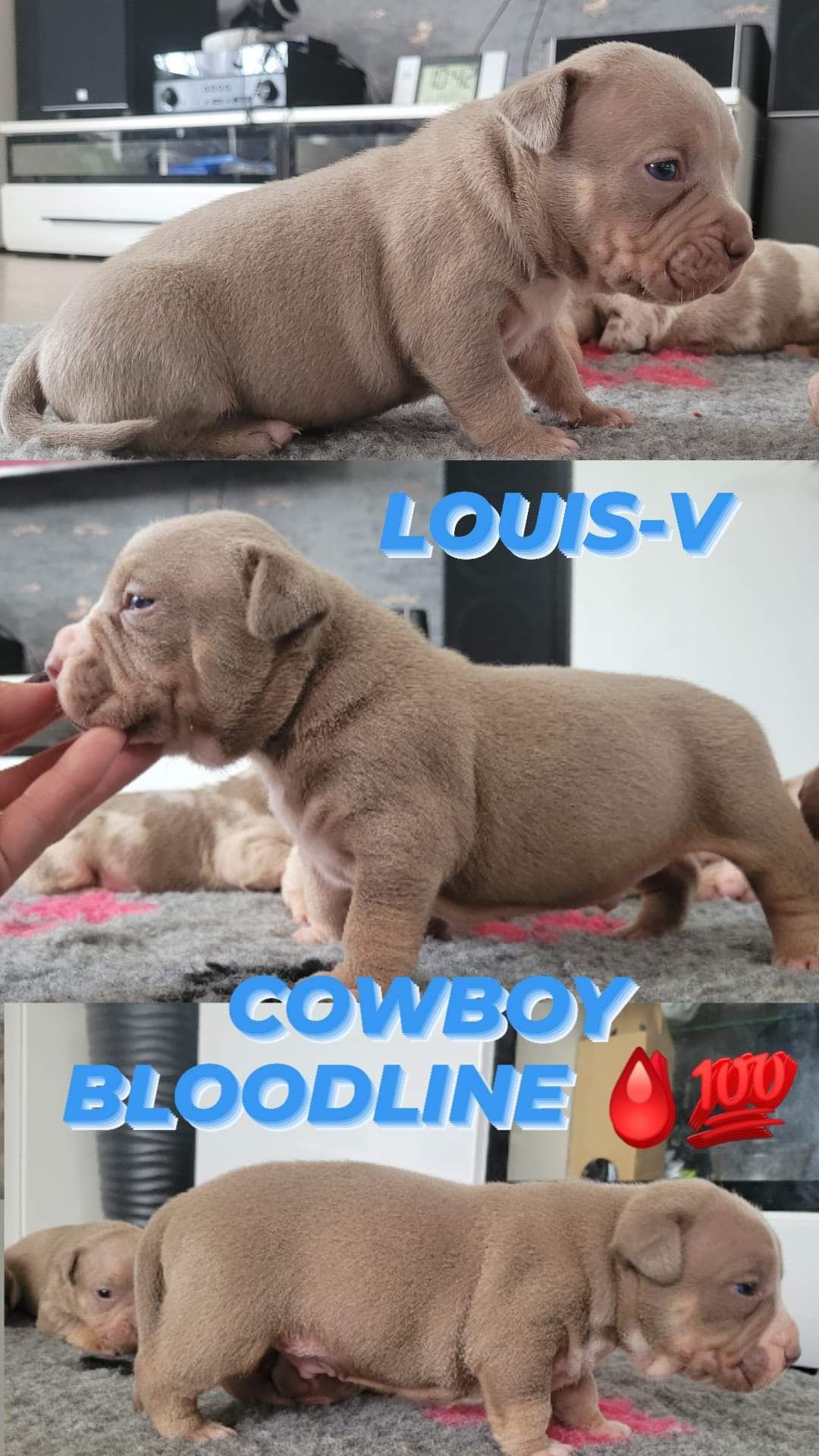 American bully szczeniak z linii COWBOY LOUIS-V