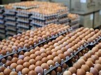 Продаємо інкубаційні яйця різних видів качок