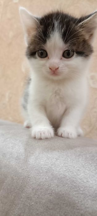 Віддам в хороші руки кошеня