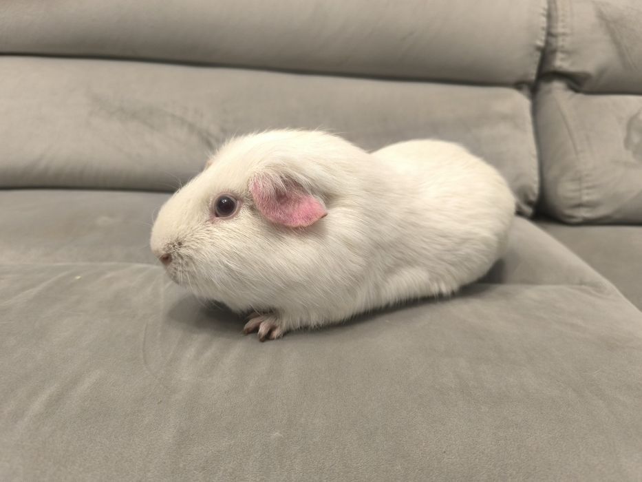 Świnka morska cavia domowa gładkowłosa self z rodowodem