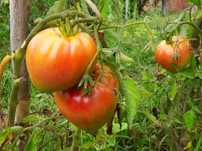 Sementes tomate coração boi
