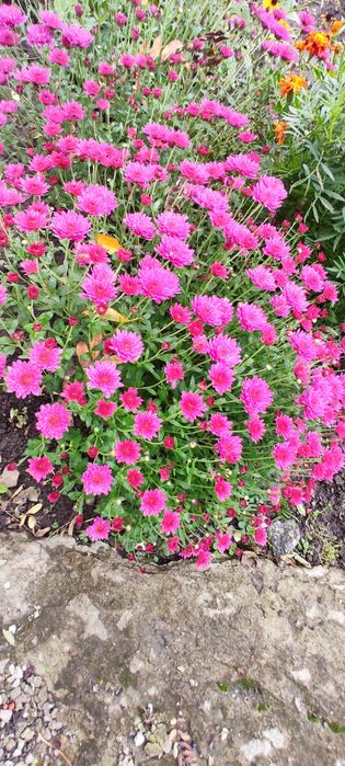 Хризантема мультифлора Маточніки