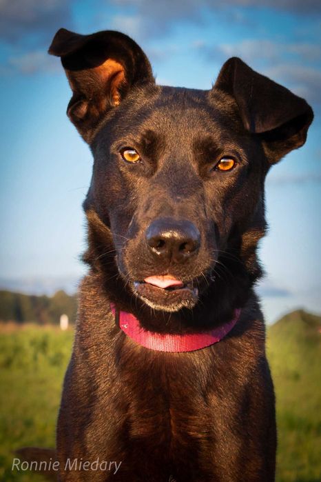 Ronnie - piękny duży pies ADOPCJA