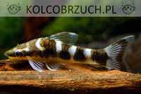 Otosek zebra - Otocinclus cocama - Otos - zjada glony - dowóz, wysyłka