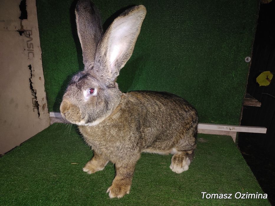 Belgijski Olbrzym z 31 grudnia 2024