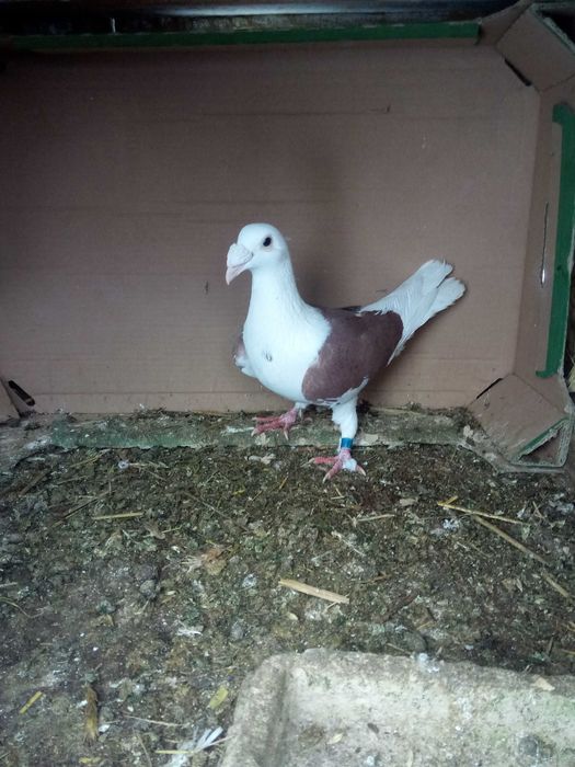 Sprzedam gołębie