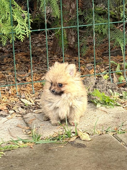 Szpic miniatura szczeniak