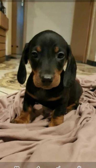 Jamnik krótkowłosy