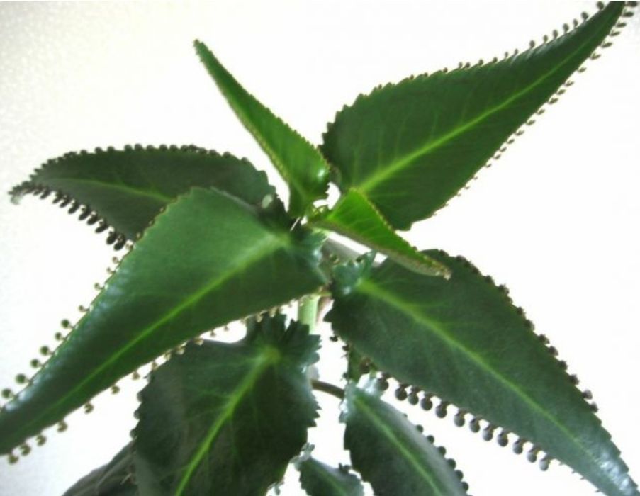 Каланхоє безкоштовно