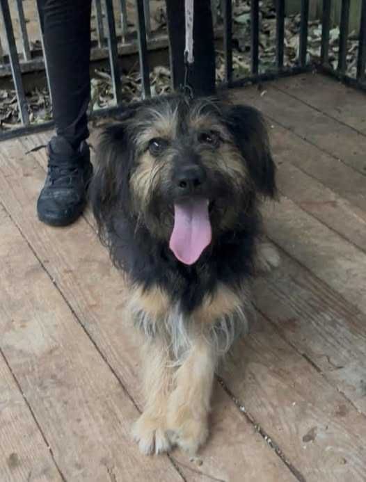 Hyżne, czy ktoś rozpoznaje psa?