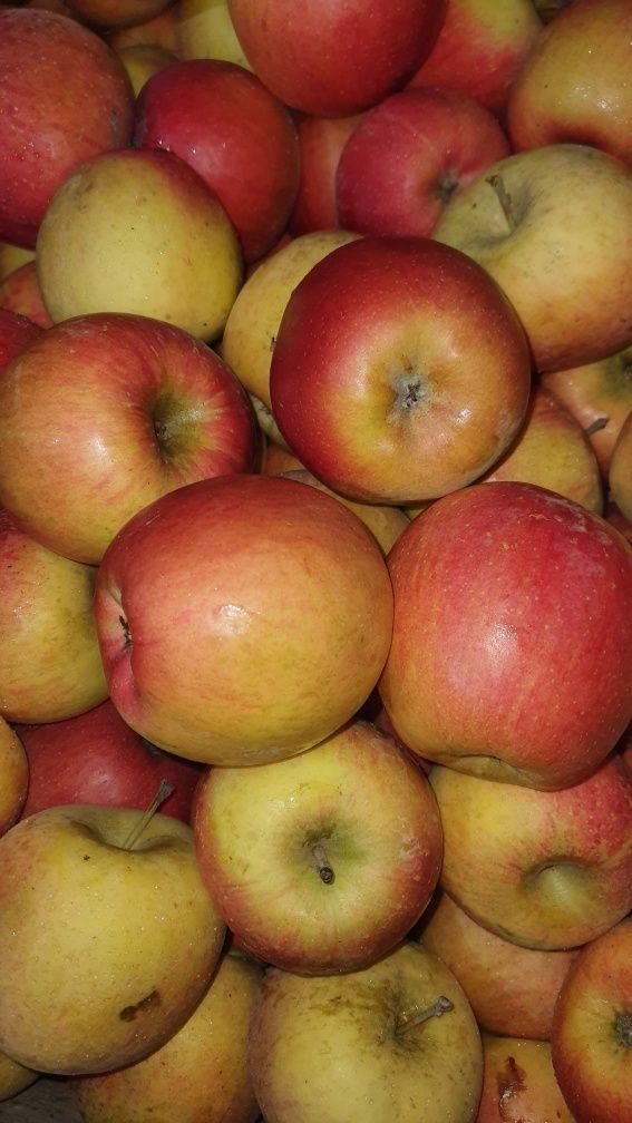 Продам яблука сорту Гала. Голден. Ред Чіф