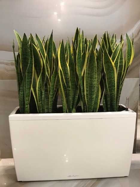 Сансевьера (сансевиерия) Лауренти / Sansevieria Laurentii