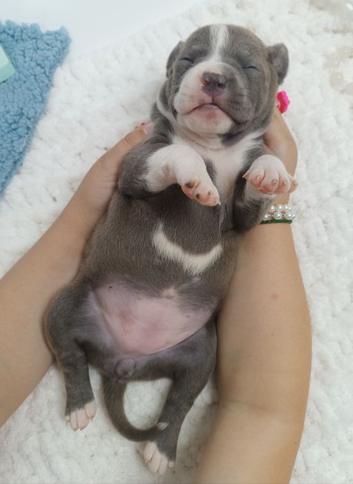 Nova Luna стафінька з такою харізмою,що меркнуть зірки.КСУ