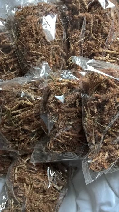 Suszone pędy sosny-100 gram