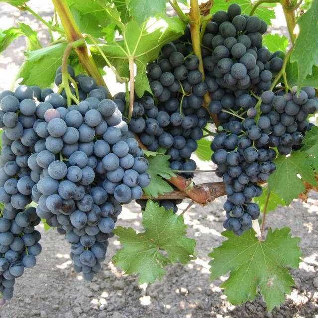 Синій Виноград Молдова,Бако столовий смачний домашній