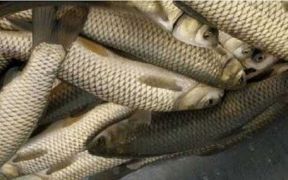 Продам живу рибу з доставкою.