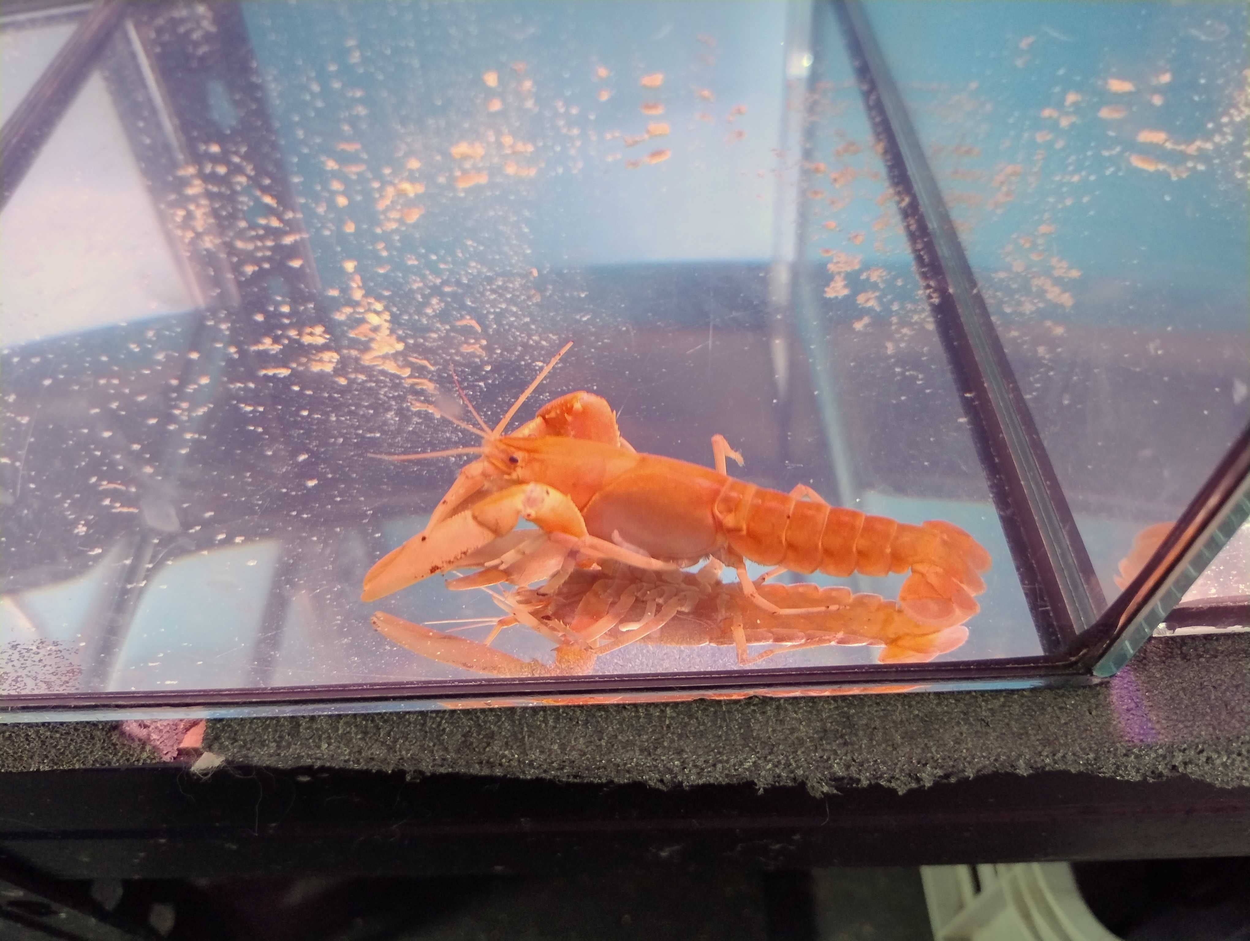 Rak cherax aprocot