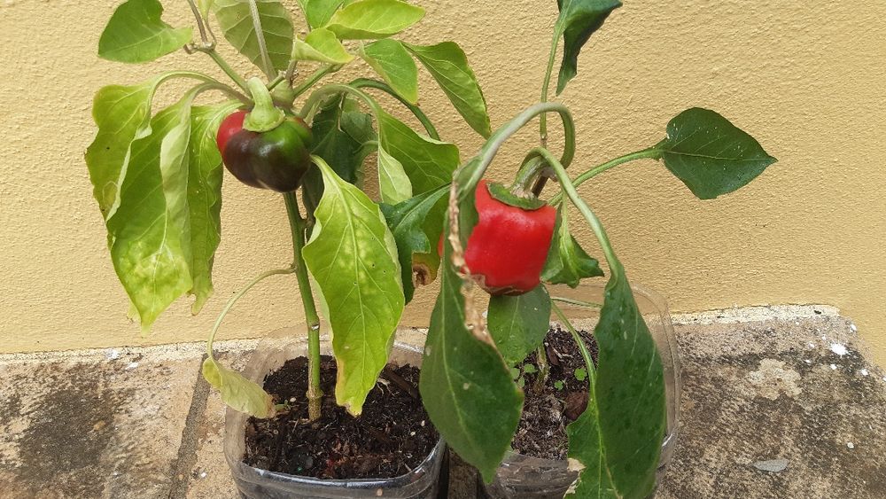 Pimenteiros vareados